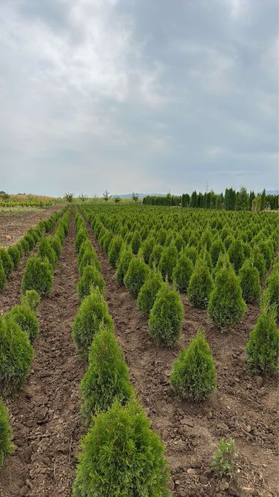 Лавровишна,футиния! Рози,лейланди и смарагд!