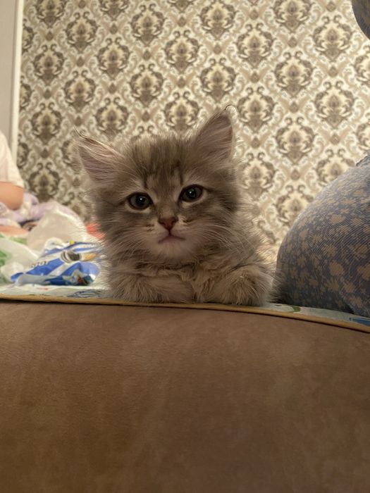 бала мысық сатылады