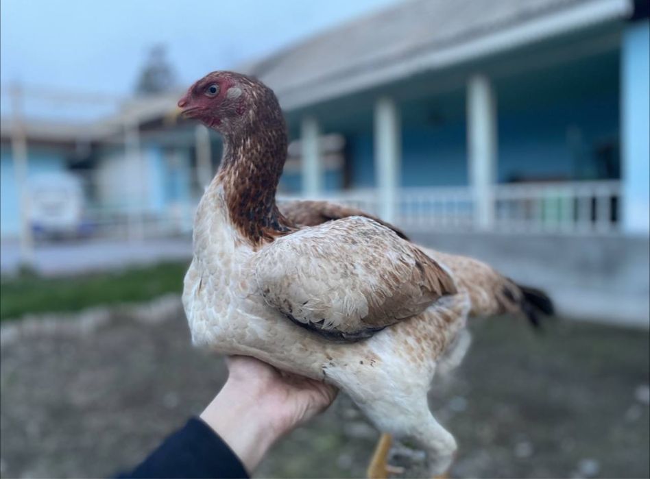 Дакан  тухумлари