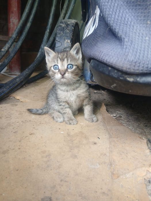 Donez pui de pisica