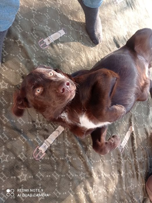 Лабрадор девочка