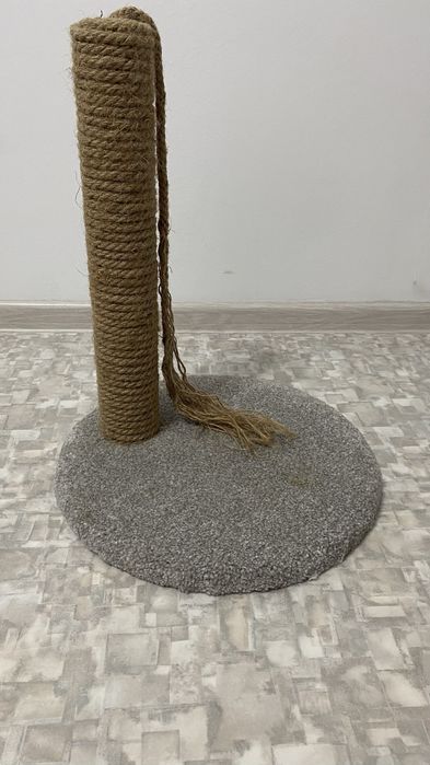 Сиамская кошечка