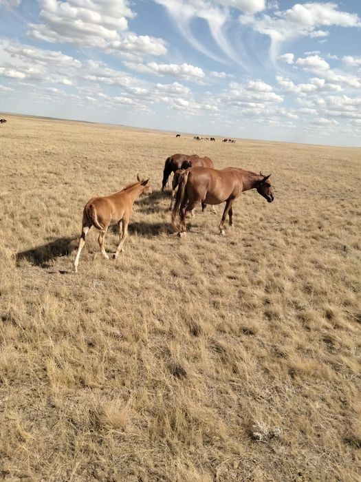 Қызыл шашты шашты писькилердің фотосуреттері