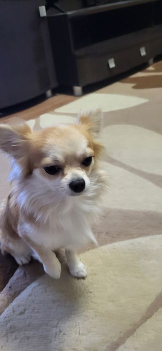 Чихуахуа вязка кобель