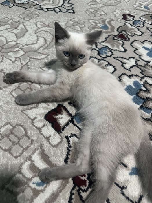 Сиамские котята с голубыми глазами