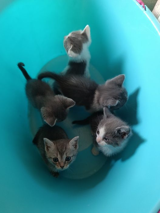 Отдам котят в добрые руки