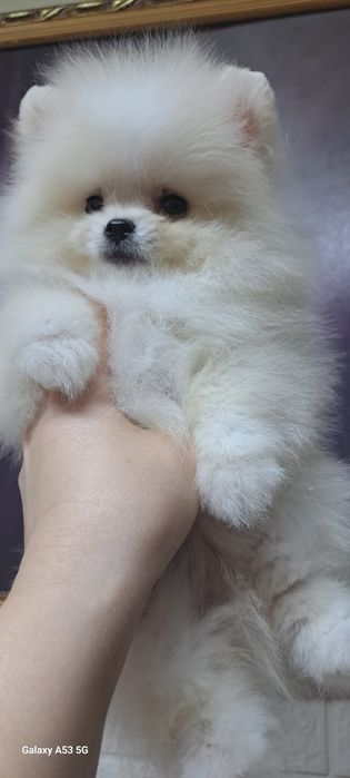 Продам шинковка шпица