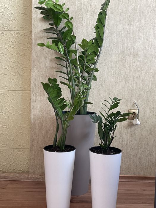 Комнатные цветы для души