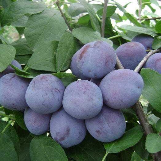 Prune Centenar de vanzare