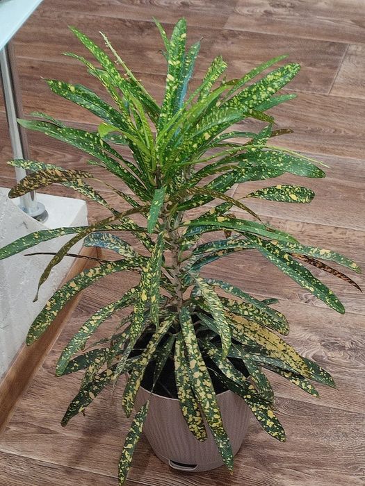 Кротон красивый.