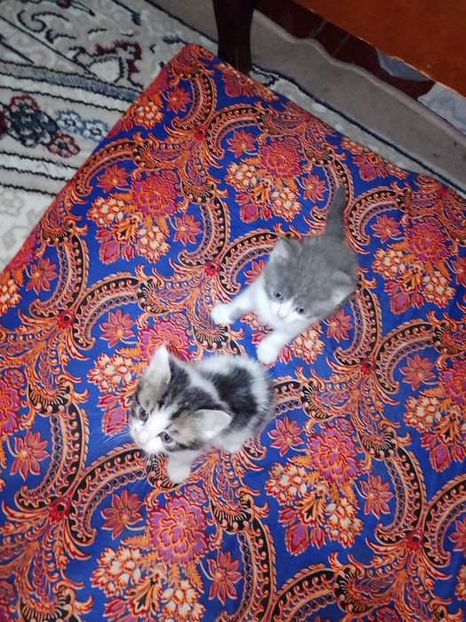 Отдаю даром котят ухоженные