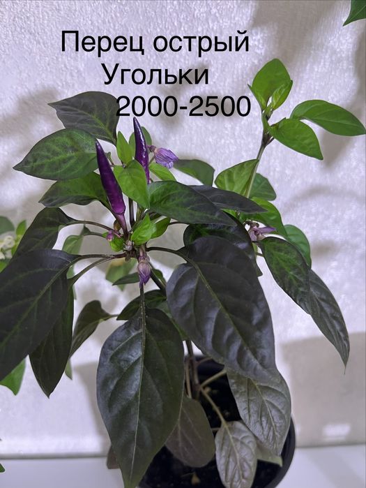 Перец острый 3 сорта