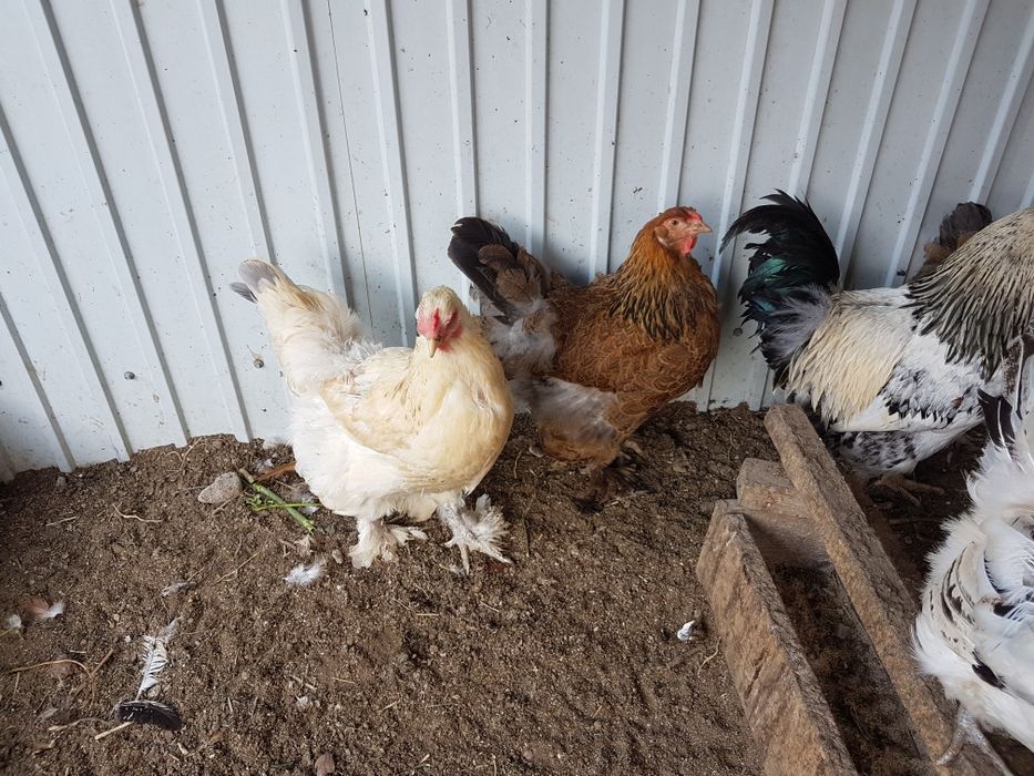 Продам кур домашних