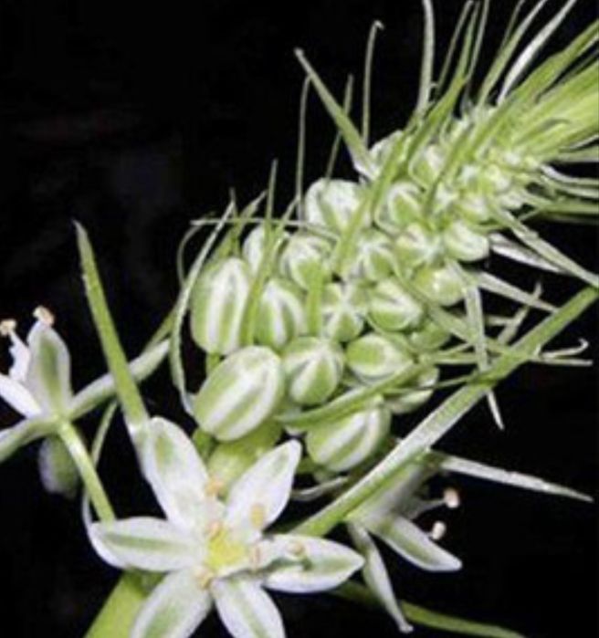 Индийский лечебный лук