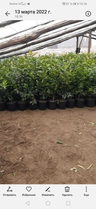 продам саженцы лимон мандарин киви