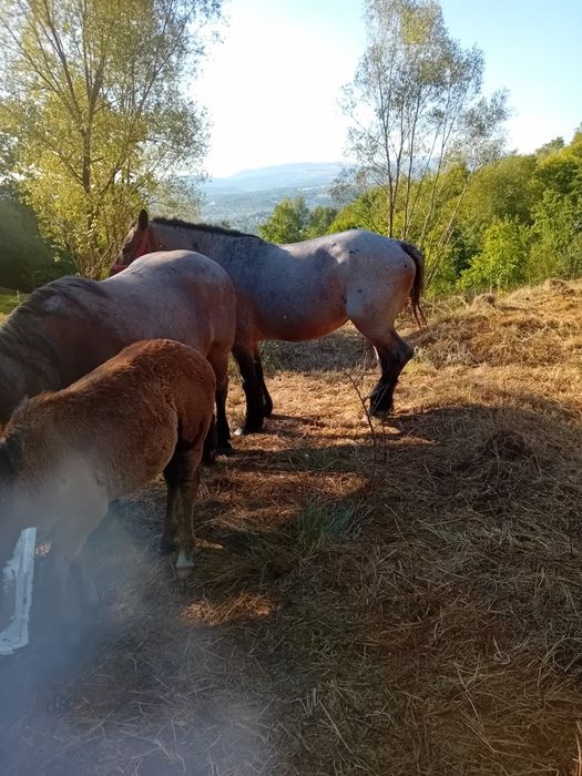 Iepe de vânzare.