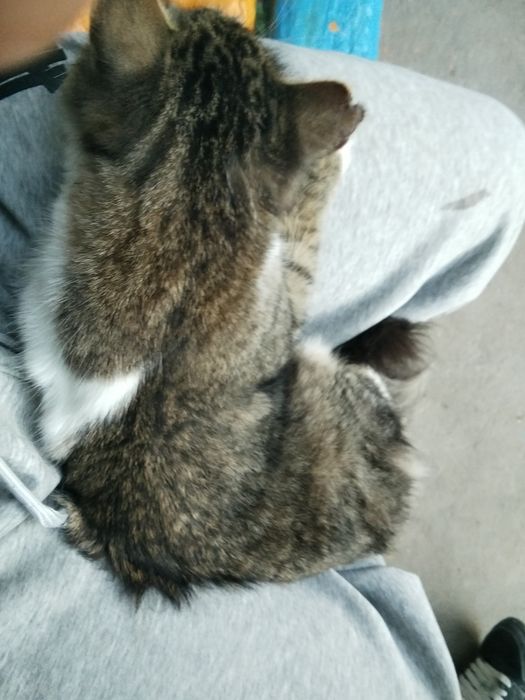 кошка в добрые руки
