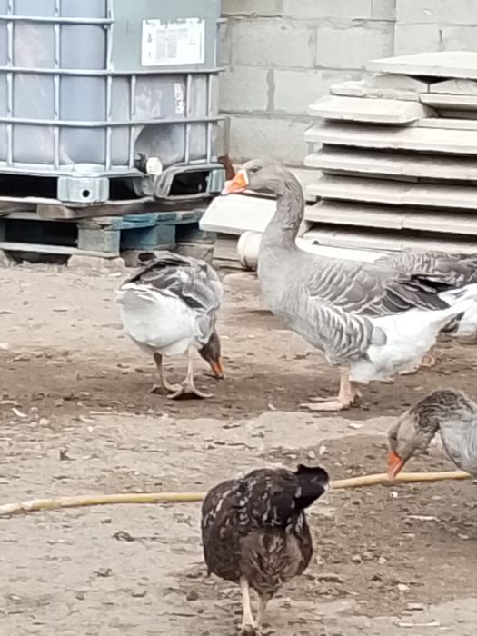 Продам гусей домашних