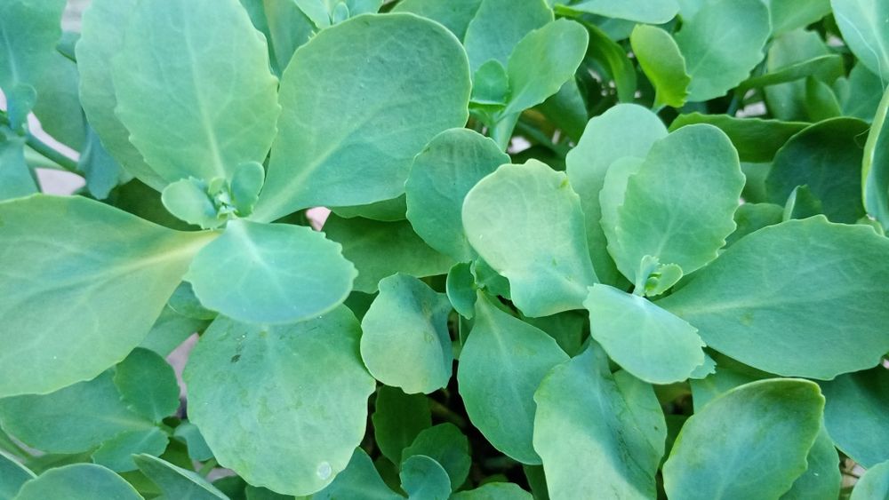 trandescamtia albiflora si sedum