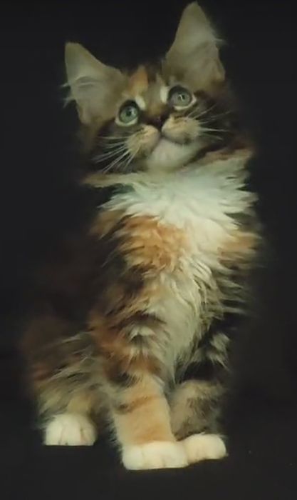 Будущие великаны