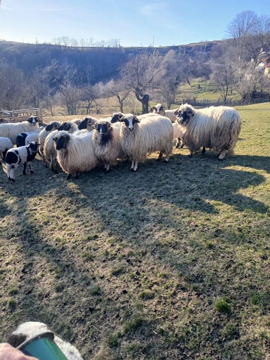 Vând oi ,preț si mai multe detalii la telefon >
