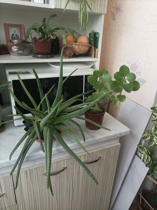 Алое вера лекарственное