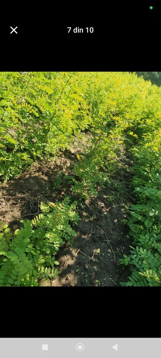 Vând puieți. Salcam pin molid brad stejar arin plop