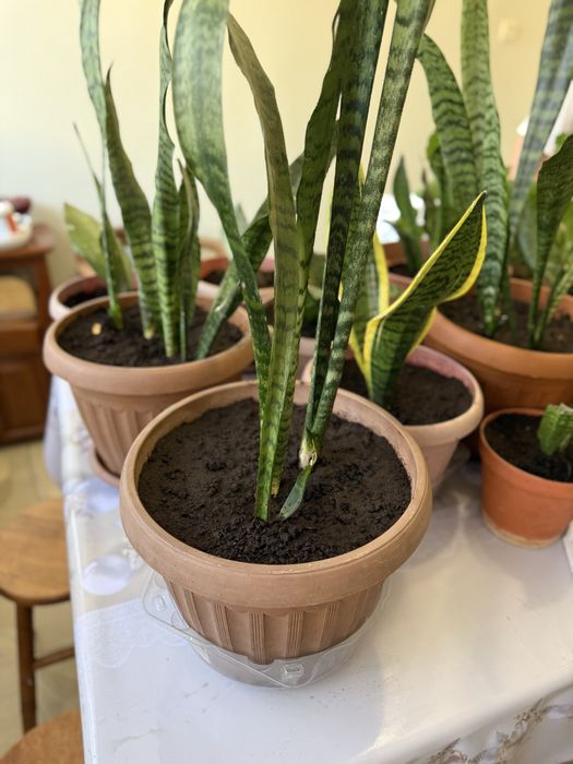 Комнатные растения для офиса