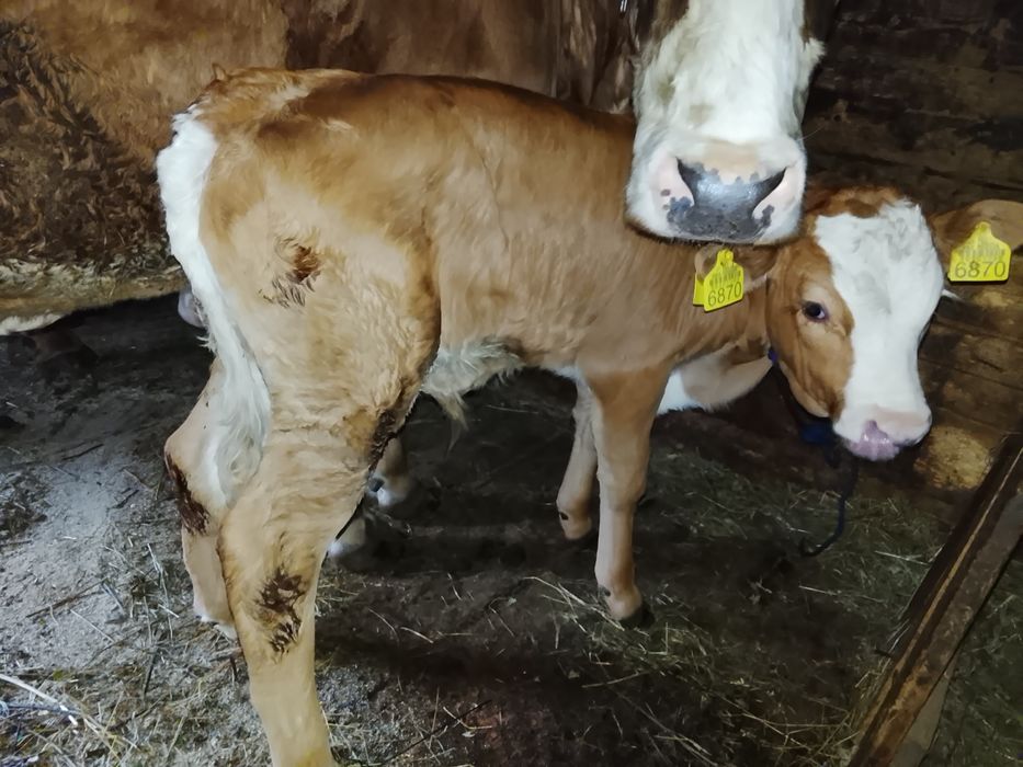 Vând vițel bălțat