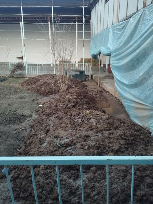 Гунг бор текинга, чиримаган...