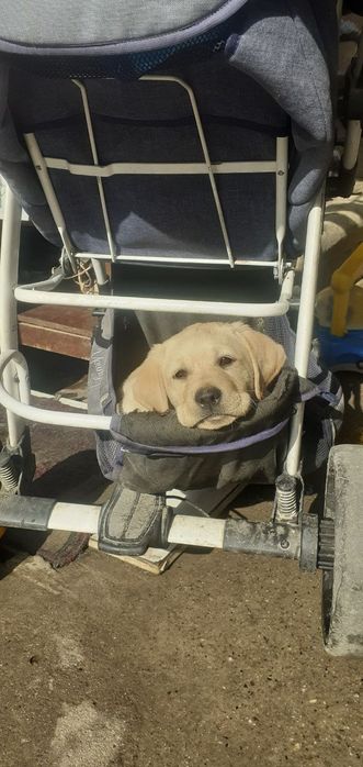 Продаются чистокровные щенки лабрадора ретривера