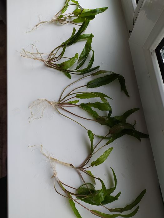 Криптокорина аквариумное растение