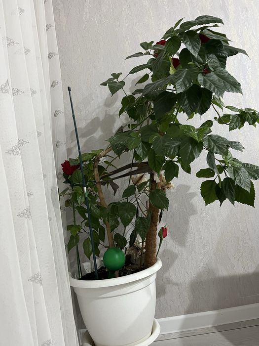 Продаю  Гибискус