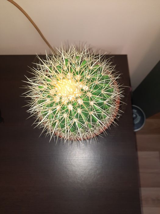 Красив Кактус отгледан с много любов и грижа..
