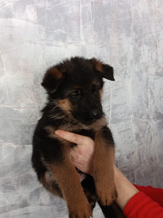 Шикарные щенки Немецкой овчарки