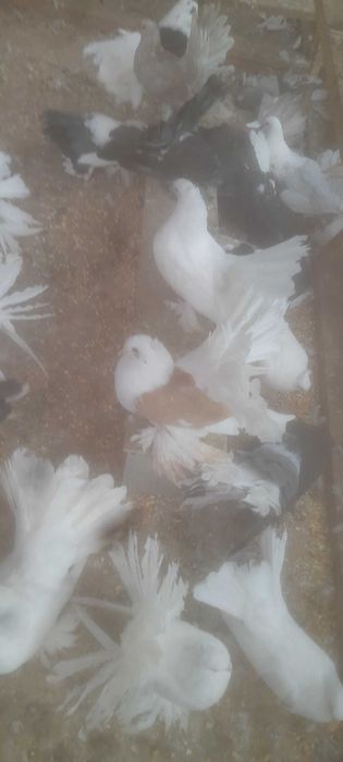 Porumbei de vânzare mai multe rase