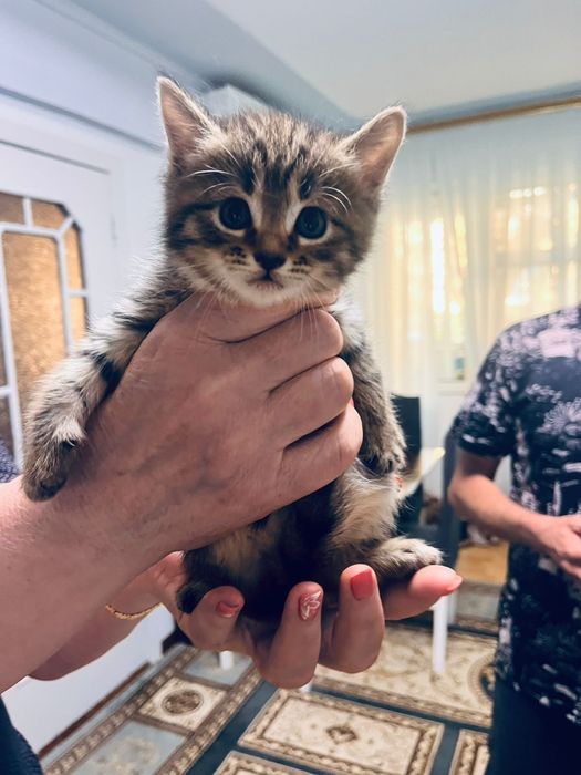 Милые котята,девочки