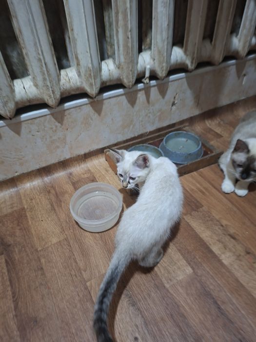Котята антистресс бесплатно