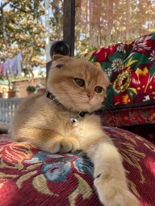 Золотой шиншиллы