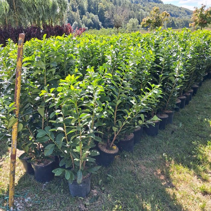 Vindem plante ornamentale copaci ornamentali prețuri acesibile transport gratuit ne deplasam în toată țara