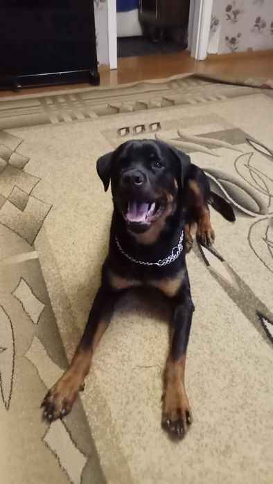 Ротвейлер на вязку