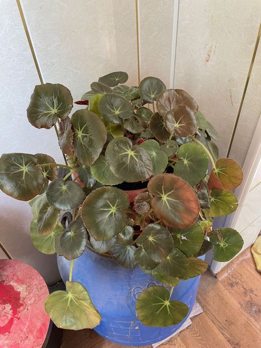 Цветы комнатные продаются