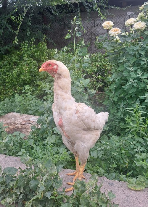 Бойцовые куры, шамо