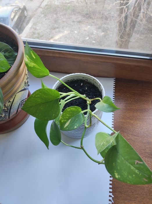 Цаеты Намазхан цветы