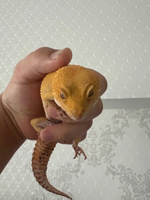 Эублефар - мальчик - год и 8 месяцев