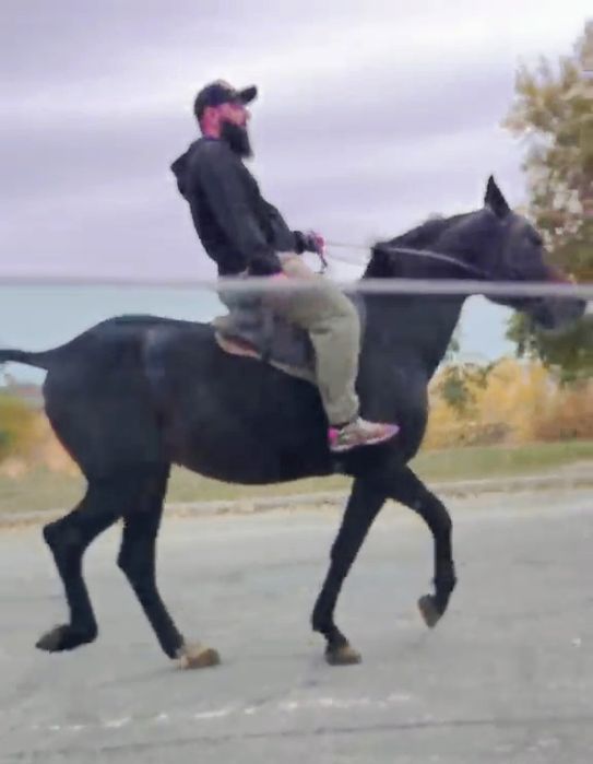 Продам супер иноходца