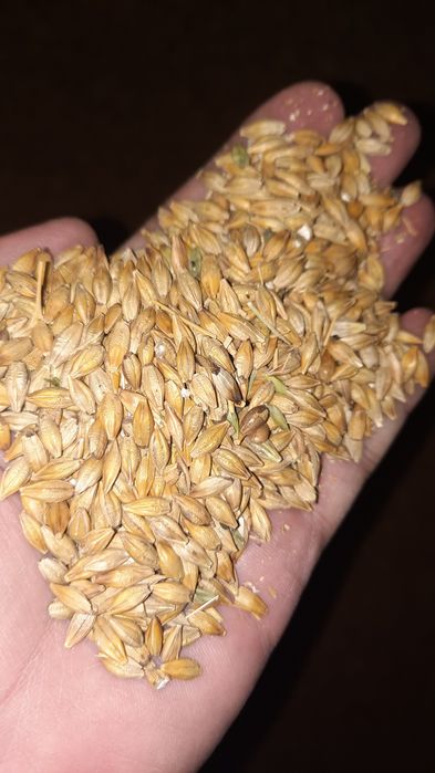 Продам ячмень для кормов