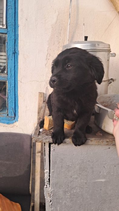 Кутёнок спаниель