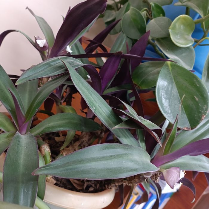 Рео традесканция