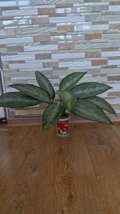 Аглонема сильвер бей,  несколько кустов разного размера